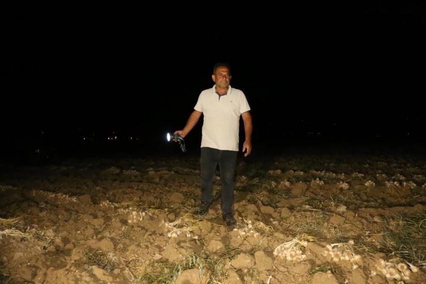 Kastamonu'da hasat bitti nöbet başladı! Sabaha kadar tarlada tetikteler