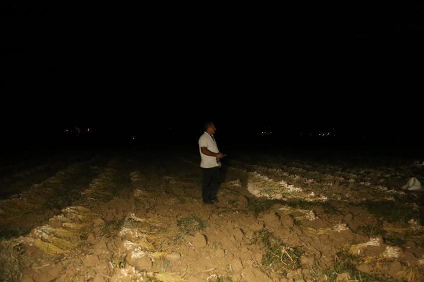 Kastamonu'da hasat bitti nöbet başladı! Sabaha kadar tarlada tetikteler