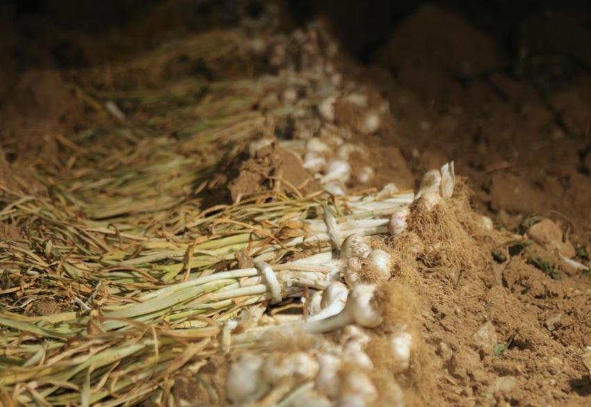 Kastamonu'da hasat bitti nöbet başladı! Sabaha kadar tarlada tetikteler