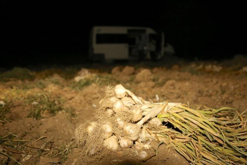 Kastamonu'da hasat bitti nöbet başladı! Sabaha kadar tarlada tetikteler