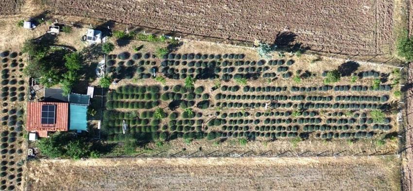 11 yıl önce başladı: İnternette göründüğü gibi değil dedi, 1,5 dönümde aradığını buldu