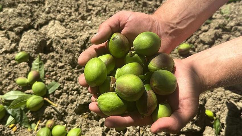 Bursa'da sıra dışı mesai! Birçok kişi böyle bir iş olduğunu bile bilmiyor, günlük 1500 TL kazanıyorlar