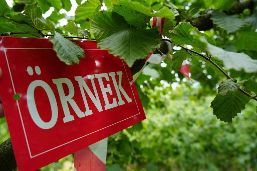 Samsun'un 13 ilçesinde sayım başladı: 50 bin çiftçi çalıştı, rekolte hesaplandı