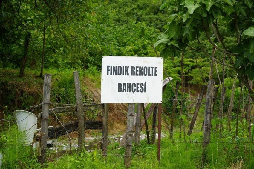 Samsun'un 13 ilçesinde sayım başladı: 50 bin çiftçi çalıştı, rekolte hesaplandı
