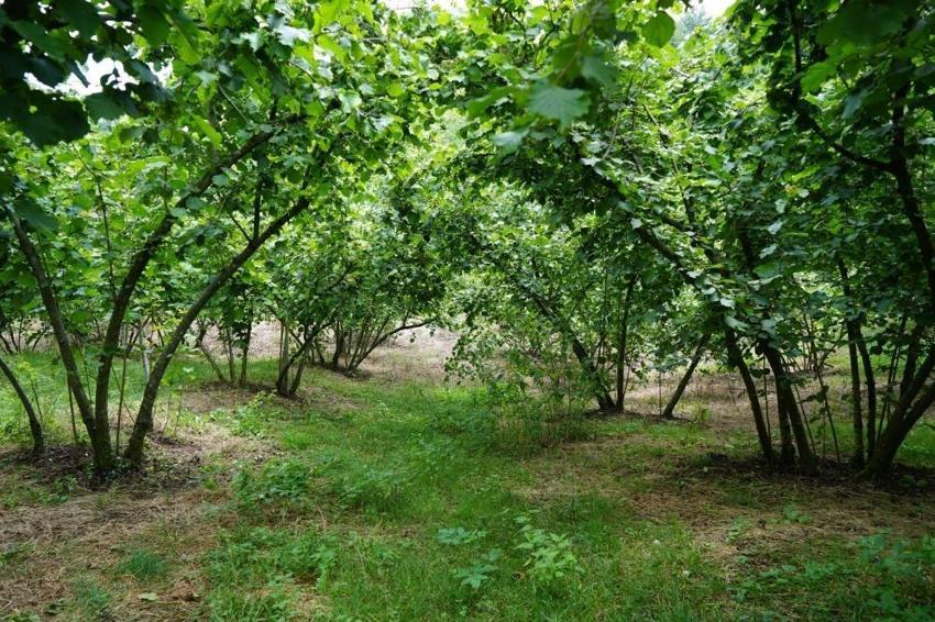 Samsun'un 13 ilçesinde sayım başladı: 50 bin çiftçi çalıştı, rekolte hesaplandı
