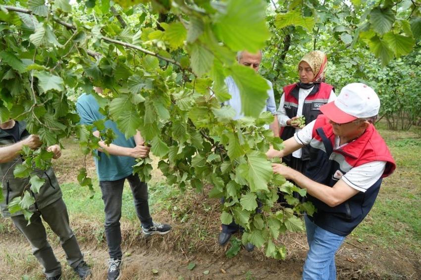 Samsun'un 13 ilçesinde sayım başladı: 50 bin çiftçi çalıştı, rekolte hesaplandı