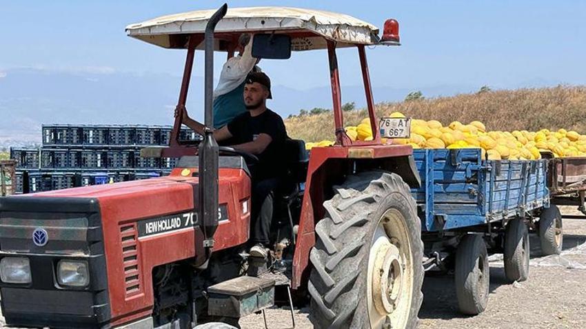 Hatay'da hasat başladı! Çiftçinin yüzü gülüyor: Tarlada kilosu 22 TL
