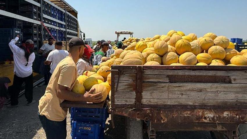 Hatay'da hasat başladı! Çiftçinin yüzü gülüyor: Tarlada kilosu 22 TL