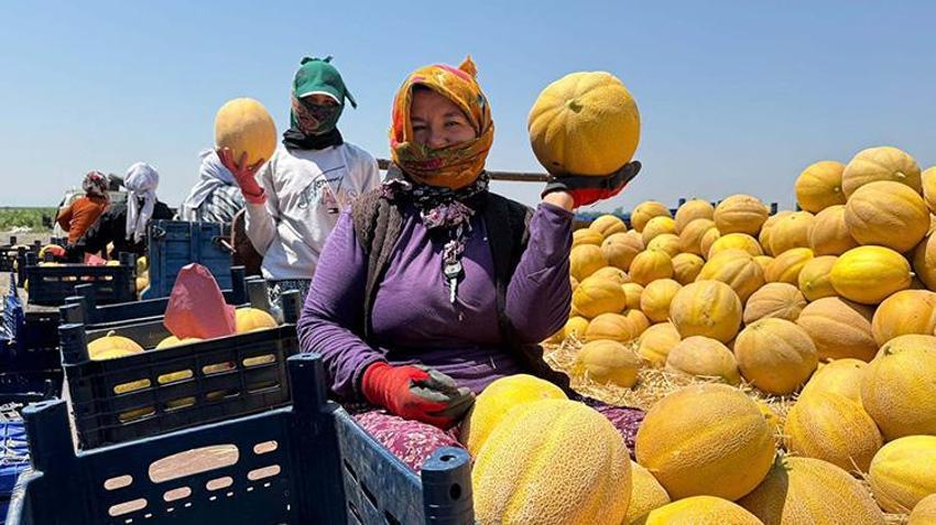 Hatay'da hasat başladı! Çiftçinin yüzü gülüyor: Tarlada kilosu 22 TL