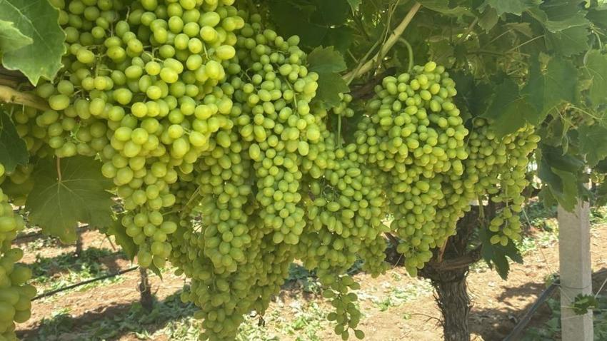 Dünyaca ünlü Sultaniye üzümünde hasat başlıyor: 113 bin dekarda çalışacaklar