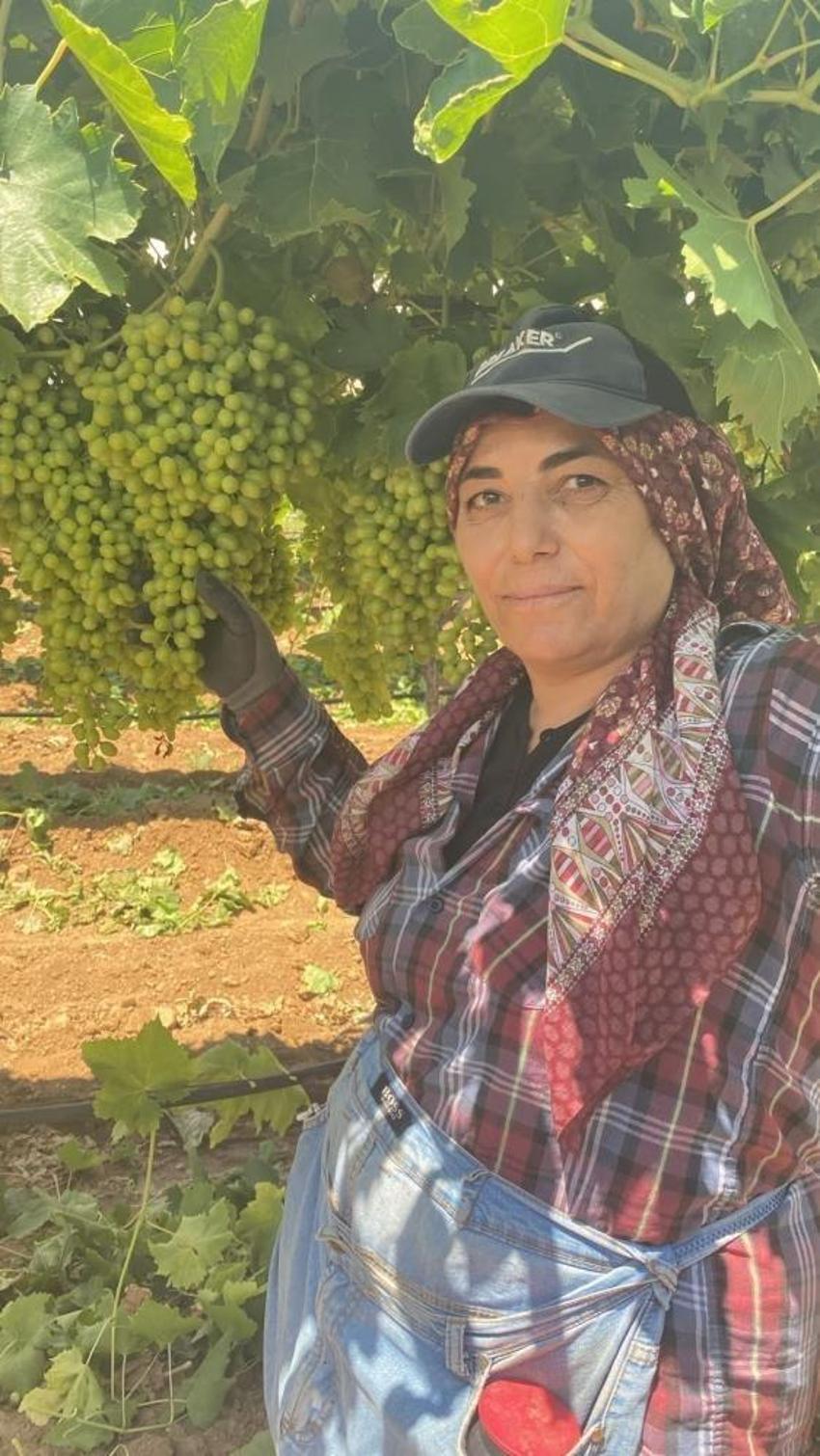 Dünyaca ünlü Sultaniye üzümünde hasat başlıyor: 113 bin dekarda çalışacaklar