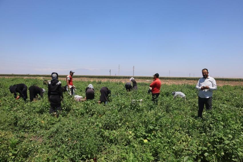 Hatay'da zorlu hasat başladı! Tarlada 15 TL'ye satılıyor, tezgahta fiyatı ikiye katlanıyor