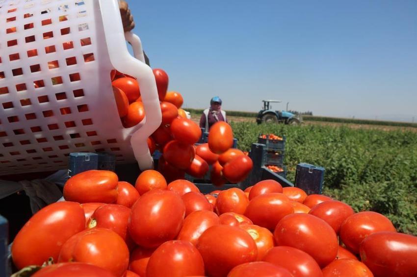 Hatay'da zorlu hasat başladı! Tarlada 15 TL'ye satılıyor, tezgahta fiyatı ikiye katlanıyor