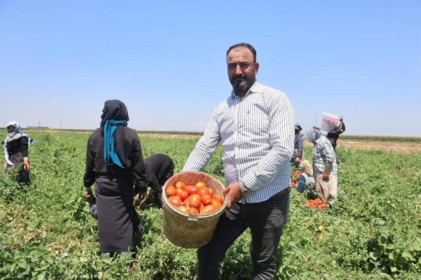 Hatay'da zorlu hasat başladı! Tarlada 15 TL'ye satılıyor, tezgahta fiyatı ikiye katlanıyor