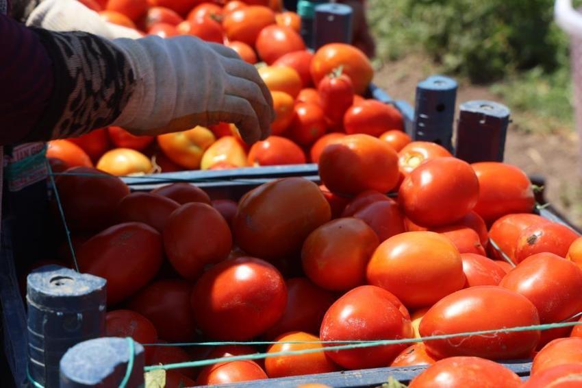 Hatay'da zorlu hasat başladı! Tarlada 15 TL'ye satılıyor, tezgahta fiyatı ikiye katlanıyor