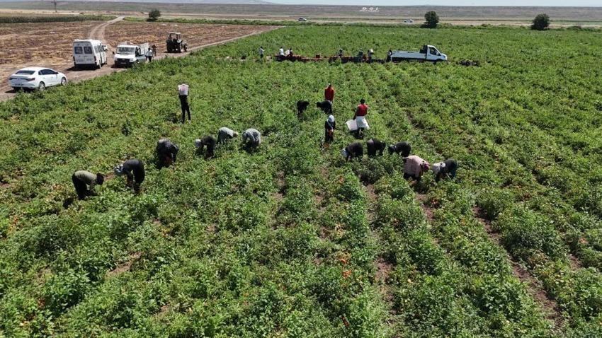 Hatay'da zorlu hasat başladı! Tarlada 15 TL'ye satılıyor, tezgahta fiyatı ikiye katlanıyor