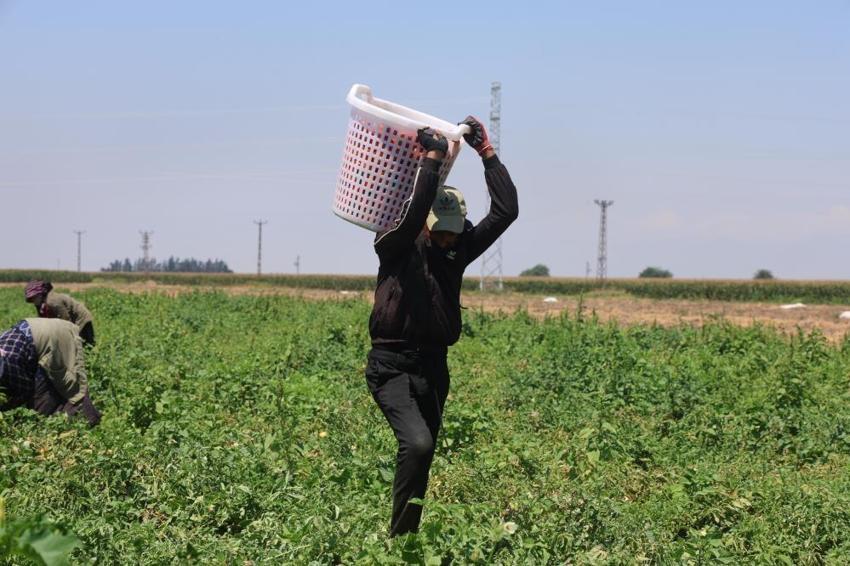 Hatay'da zorlu hasat başladı! Tarlada 15 TL'ye satılıyor, tezgahta fiyatı ikiye katlanıyor