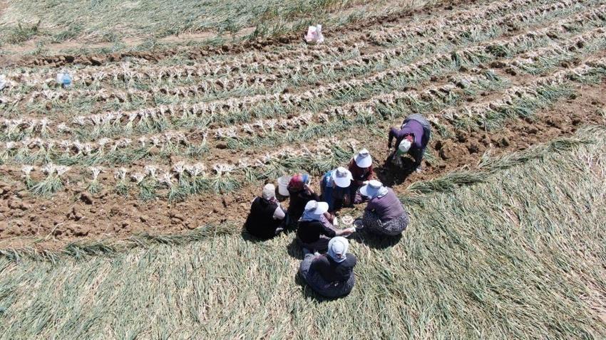 4 bin ailenin geçim kaynağı: Kastamonu'da sadece kadınlar üretiyor