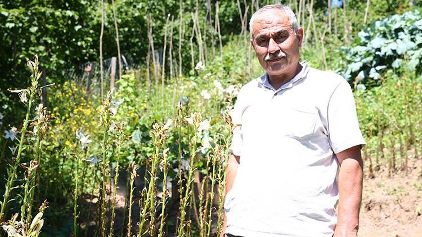 Fındığa alternatif aradı, arazisine o ürünleri ekti! Kazancı katladı, yurt dışında kapış kapış gidiyor