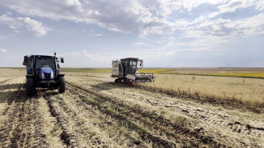 Edirne'nin nohut hasadında yüz güldüren sonuç: Üreticiler tarladan çıkamıyor