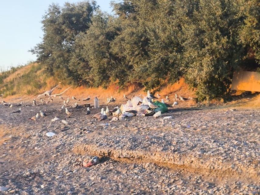 Van'ın Mavi Bayraklı plajında turistler isyan etti: Mollakasım Sahili'nde kahreden görüntü