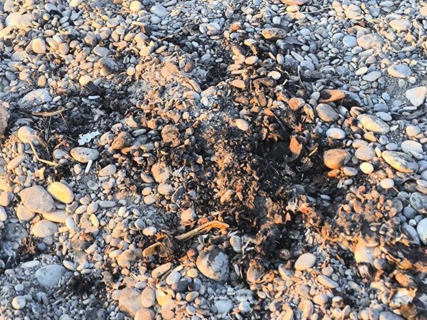 Van'ın Mavi Bayraklı plajında turistler isyan etti: Mollakasım Sahili'nde kahreden görüntü