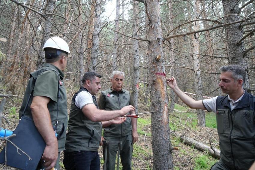 Erzurum ormanlarında başladı: Ağaç sağlığı için geliştirildi
