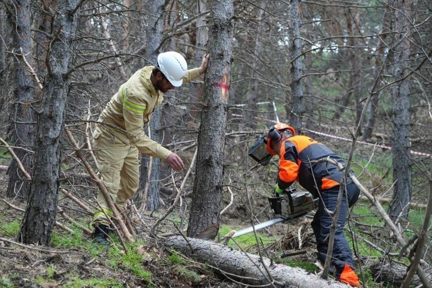 Erzurum ormanlarında başladı: Ağaç sağlığı için geliştirildi