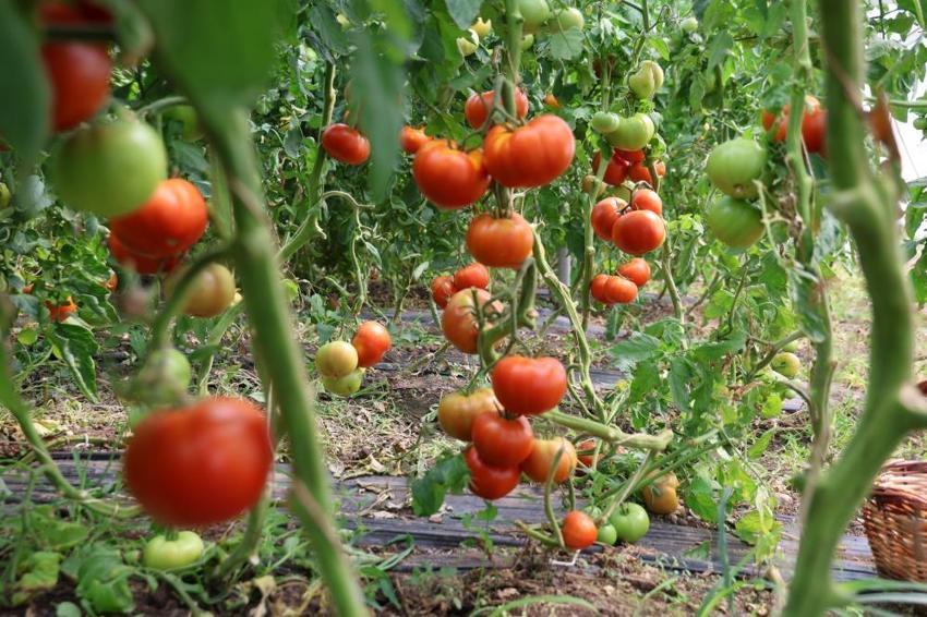 Bir yılda iki kez ürün alınıyor! Hasat başladı, üreticinin yüzü gülüyor