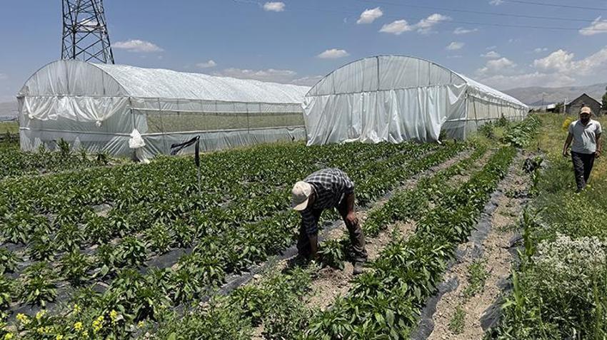 Sosyal medyada gördü, hurdalardan sıfırdan inşa etti: Sera sayısını 6'ya çıkardı, gece gündüz üretim yapıyor!