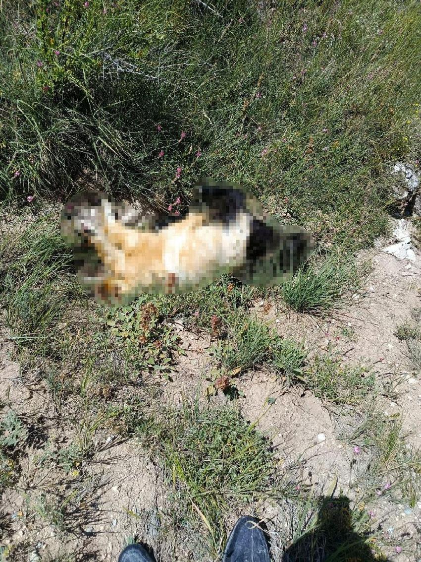 Merada otlayan keçi sürüsü kayboldu, gelen telefon ile hayatının şokunu yaşadı