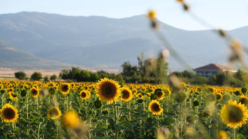 Karaman'da tarlaların sarı gelinliği ayçiçekleri görsel şölen oluşturdu