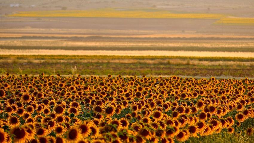 Karaman'da tarlaların sarı gelinliği ayçiçekleri görsel şölen oluşturdu