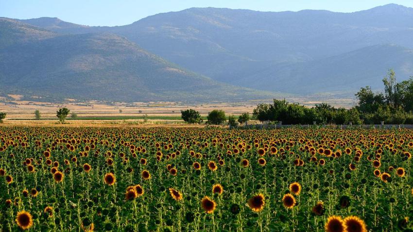 Karaman'da tarlaların sarı gelinliği ayçiçekleri görsel şölen oluşturdu
