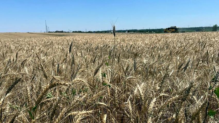Trakya'da çiftçinin yüzü güldü! Yağışlar bereket getirdi, hasat beklentiyi aştı