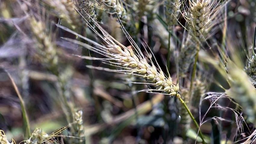 Trakya'da çiftçinin yüzü güldü! Yağışlar bereket getirdi, hasat beklentiyi aştı