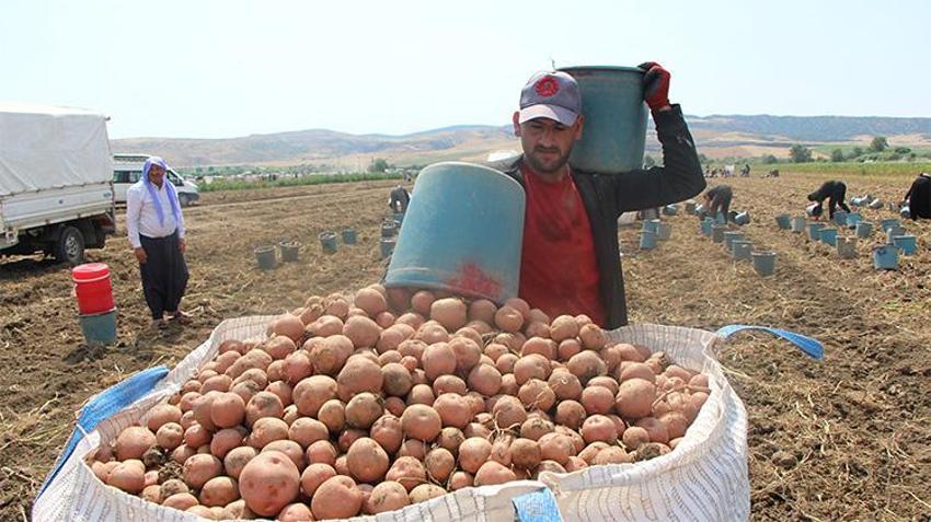 Sebze üssü Amasya’da patates mesaisi! Kilosu 14 liradan satılıyor