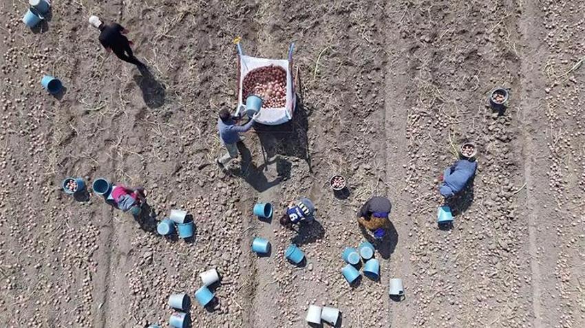 Sebze üssü Amasya’da patates mesaisi! Kilosu 14 liradan satılıyor