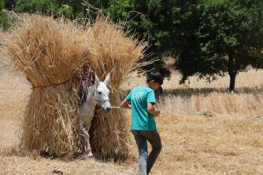 Toroslar'ın zirvesinde 1200 rakımda imece nöbeti! Tarım makinelerinin giremediği yamaçlarda hasat mesaisi başladı