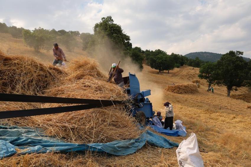 Toroslar'ın zirvesinde 1200 rakımda imece nöbeti! Tarım makinelerinin giremediği yamaçlarda hasat mesaisi başladı