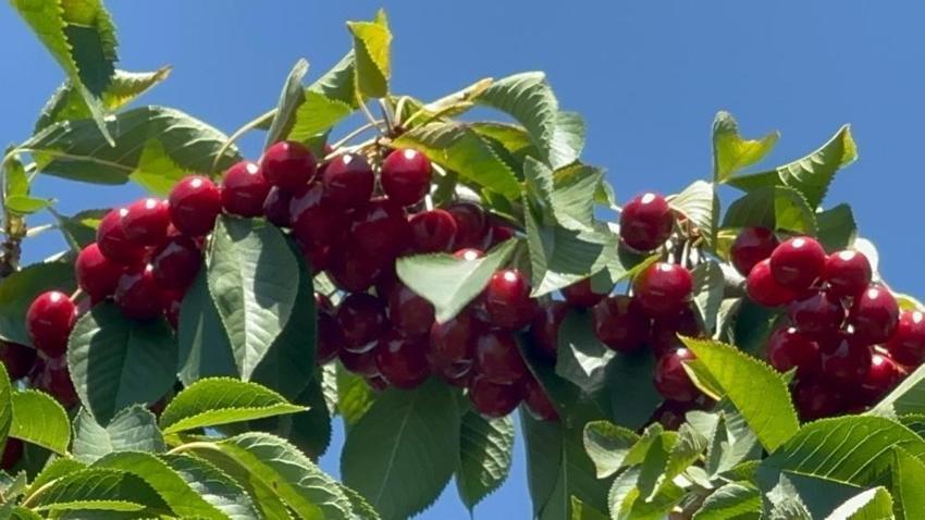 Geçen yıl tek meyve yoktu, bu yıl dal kırılıyor! Üretici beklediği kazancı elde edemedi