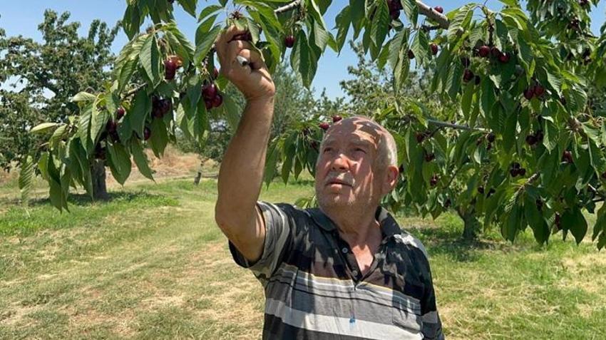 Geçen yıl tek meyve yoktu, bu yıl dal kırılıyor! Üretici beklediği kazancı elde edemedi