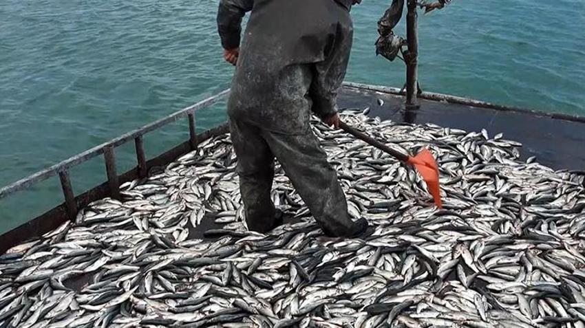 Van Gölü'nde büyük gün geldi! 3 aylık yasak sona erdi, inci kefali sezonu için ağlar suya indi