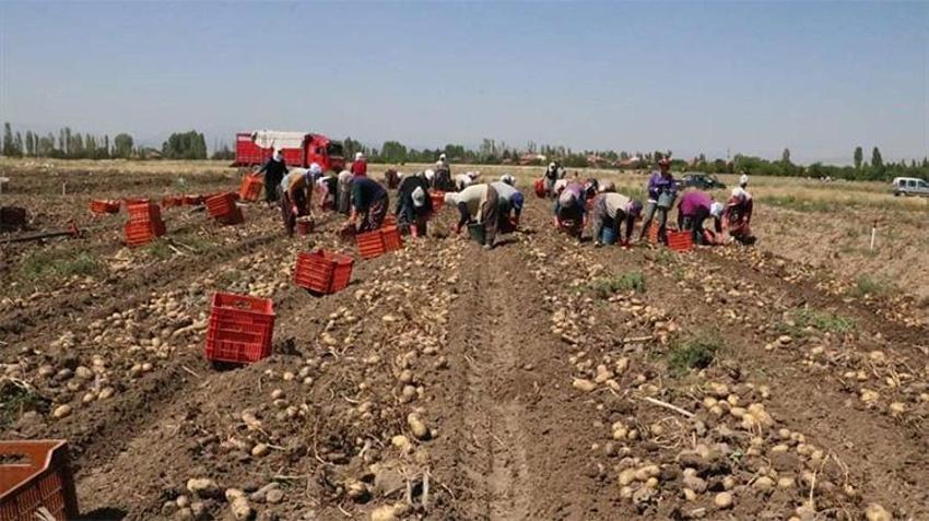Sandıklı patatesinde tarihi rekoru: Geçen yıl 5 liraydı, bu yıl tarlada kapışılıyor! Üreticinin yüzü gülüyor
