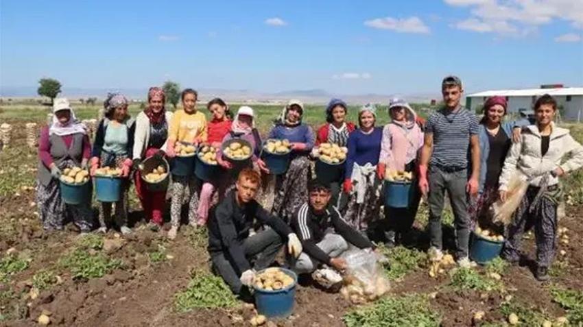 Sandıklı patatesinde tarihi rekoru: Geçen yıl 5 liraydı, bu yıl tarlada kapışılıyor! Üreticinin yüzü gülüyor