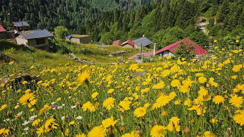 Yaylacılık sezonu başladı: Ayder Yaylası kendine hayran bırakıyor!