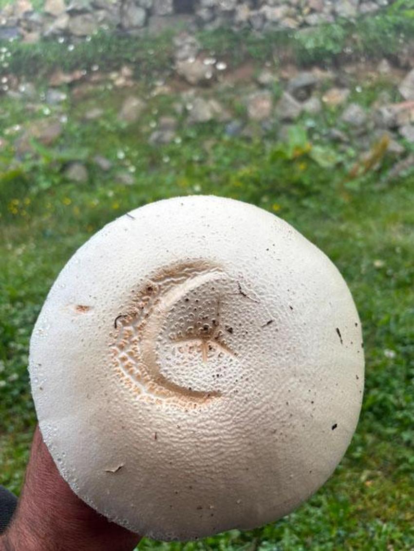 Taşlı Yaylası'nda bulunan ay yıldızlı mantar görenleri şaşırttı