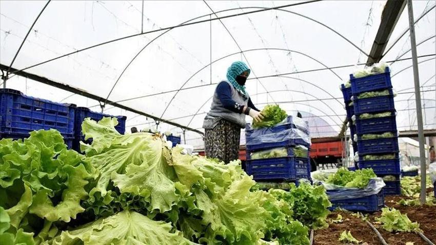 Konya'da ürün bolluğu marulun fiyatlarını düşürdü