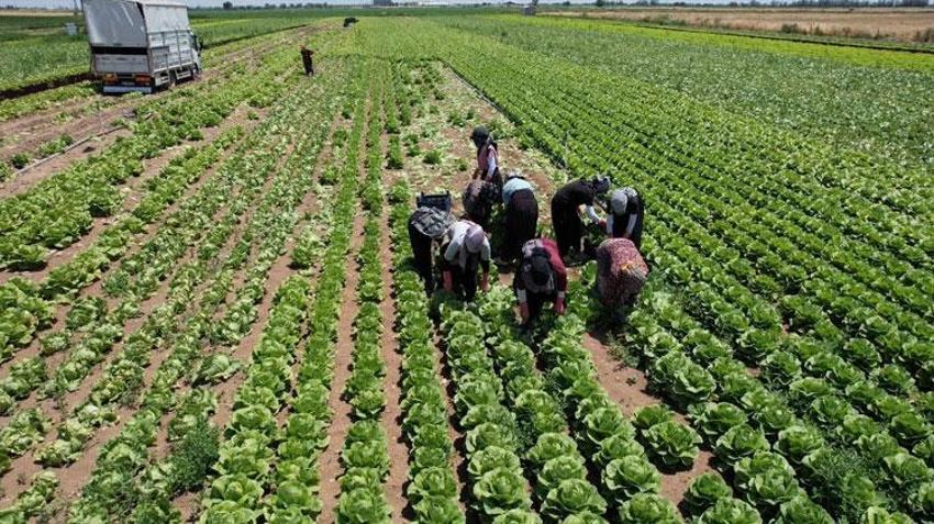 Konya'da ürün bolluğu marulun fiyatlarını düşürdü