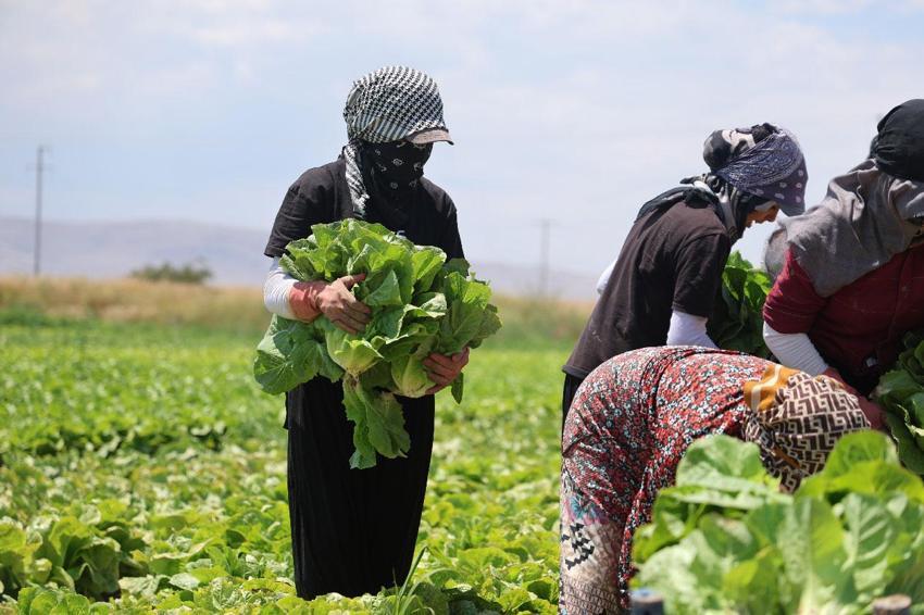 Konya'da ürün bolluğu marulun fiyatlarını düşürdü